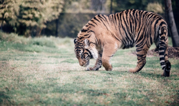 Free Photo of tiger, cat, animal Free Photo of tiger, cat, animal