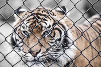 Free Photo of tiger, cat, animal Free Photo of tiger, cat, animal