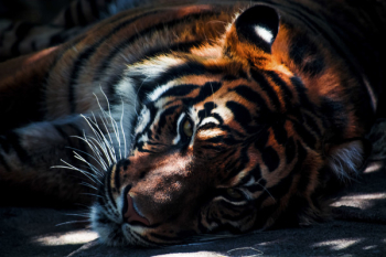 Free Photo of tiger, cat, animal Free Photo of tiger, cat, animal