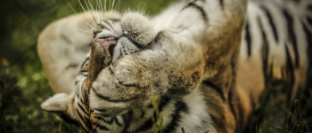 Free Photo of tiger, cat, animal Free Photo of tiger, cat, animal