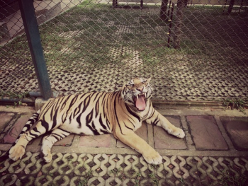 Free Photo of tiger, roar, animal Free Photo of tiger, roar, animal
