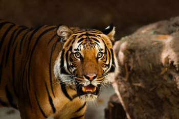 Free Photo of tiger, wildlife, animal Free Photo of tiger, wildlife, animal