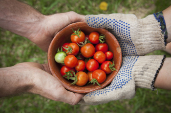 Free Photo of tomato, plant, crops Free Photo of tomato, plant, crops