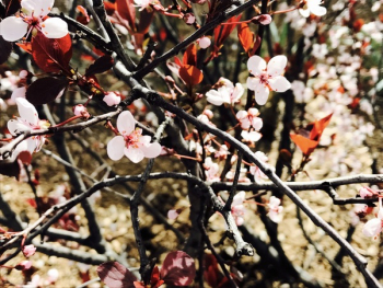 Free Photo of tree, flower, branch Free Photo of tree, flower, branch