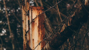 Free Photo of tree, wood, thorn Free Photo of tree, wood, thorn