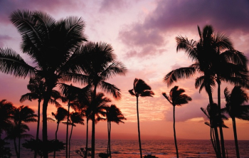 Free Photo of trees, beach, ocean Free Photo of trees, beach, ocean