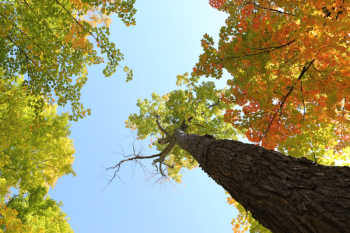 Free Photo of trees, leaves, autumn Free Photo of trees, leaves, autumn