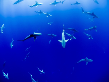 Free Photo of underwater, blue, ocean Free Photo of underwater, blue, ocean