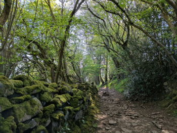 Free Photo of Wales, wall, moss Free Photo of Wales, wall, moss