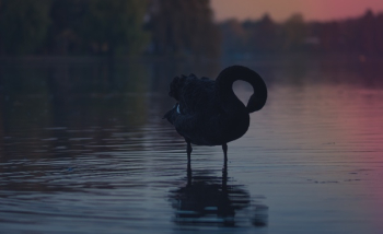 Free Photo of water, bird, animal Free Photo of water, bird, animal