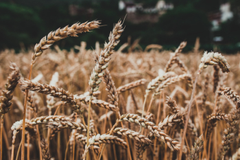 Free Photo of Wheat, Barley, Cereal Free Photo of Wheat, Barley, Cereal