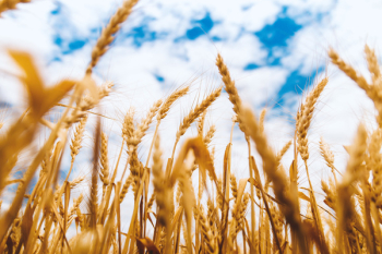Free Photo of wheat, farm, blue Free Photo of wheat, farm, blue