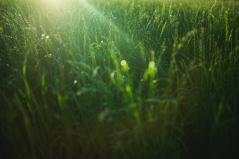Free Photo of wheat, field, green Free Photo of wheat, field, green