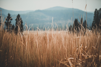 Free Photo of wheat, field, wheat field Free Photo of wheat, field, wheat field