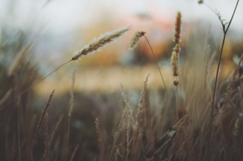 Free Photo of wheat fields Free Photo of wheat fields