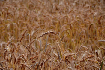 Free Photo of wheat, grains, crops Free Photo of wheat, grains, crops