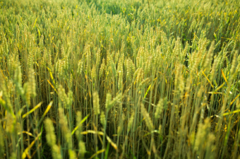 Free Photo of wheat, plants, crops Free Photo of wheat, plants, crops
