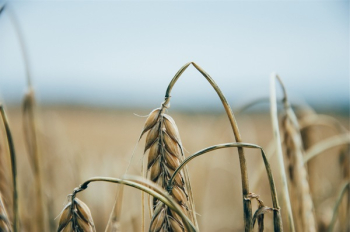 Free Photo of wheat, plants, fields Free Photo of wheat, plants, fields