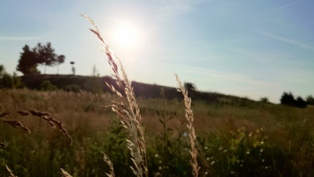 Free Photo of wheat, plants, fields Free Photo of wheat, plants, fields