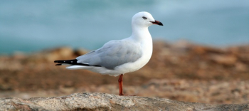 Free Photo of white, dove, bird Free Photo of white, dove, bird