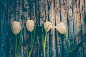 Free Photo of white, tulip, summer Free Photo of white, tulip, summer