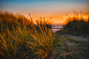 Free Photo of wildflower, beach, sunset