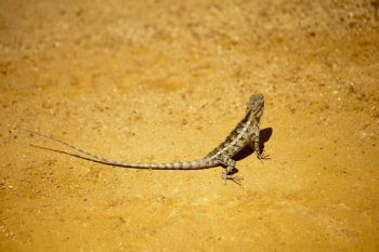 Free Photo of wildlife, nature, reptile Free Photo of wildlife, nature, reptile