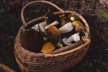 Free Photo of woven, basket, mushrooms Free Photo of woven, basket, mushrooms