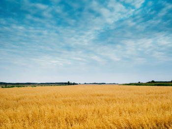 Free Photo of yellow, field, crops Free Photo of yellow, field, crops