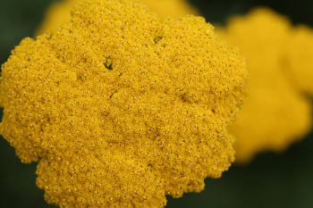 Free Photo of yellow, flower, texture Free Photo of yellow, flower, texture