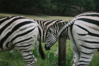 Free Photo of zebra, animal, wildlife Free Photo of zebra, animal, wildlife