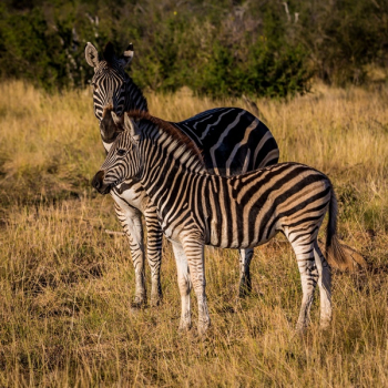 Free Photo of zebra, animal, wildlife Free Photo of zebra, animal, wildlife