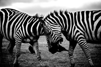 Free Photo of zebra, clash, wildlife