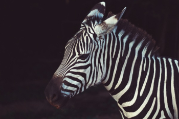 Free Photo of zebra, stripes, black Free Photo of zebra, stripes, black