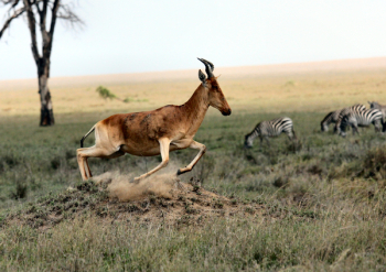Free Photo of zebra, wildlife, animal Free Photo of zebra, wildlife, animal