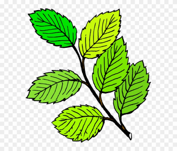 Free Pictures Leaf - Leaf Black And White