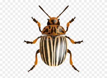 Free Png Download Beetle Image Clipart Png Photo Png - Leaf Beetle