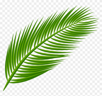 Free Png Download Palm Leaf Transparent Clipart Png - Palm Tree Leaf Png