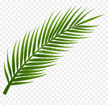 Free Png Download Palm Tree Leaf Clipart Png Photo - Hoja De Palmera Dibujo