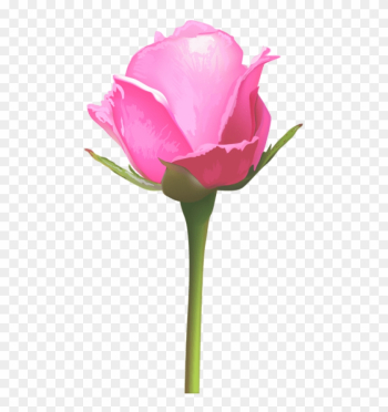 Free Png Download Single Pink Rose Png Images Background - Single Stem Pink Rose Png