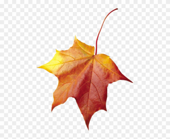 Free Png Maple Autumn Leaf Png Images Transparent - Осенние Листья Для Фотошопа