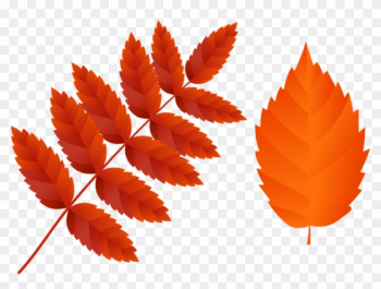 Free Png Two Dark Orange Fall Leaves Png Images Transparent ...