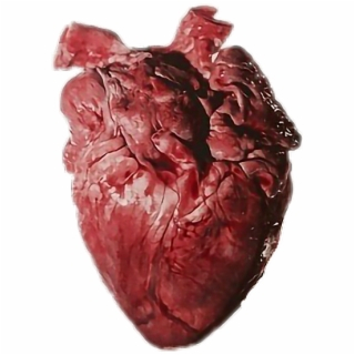 Free Real Heart PNG Image, Transparent Real Heart Png Download ...