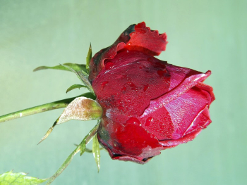 Free red rose image, public | Free Photo - rawpixel