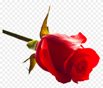 Free Rose Png Image - Rose Images Download Now