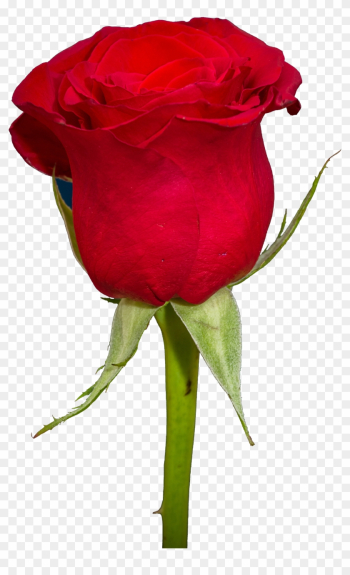 Free Rose Png Transparent Image - Red Rose Png Hd