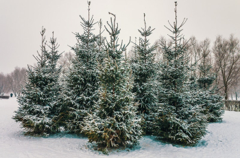 Free snowy forest image, public | Free Photo - rawpixel