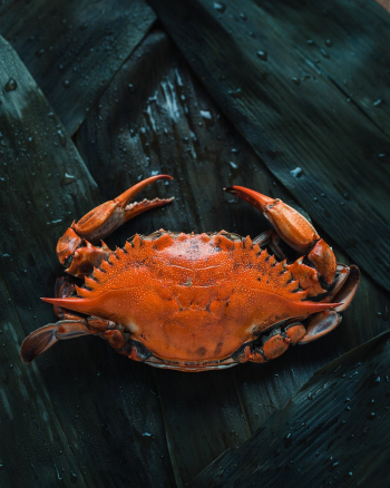 Free soft shell crab image, | Free Photo - rawpixel Free soft shell crab image, | Free Photo - rawpixel