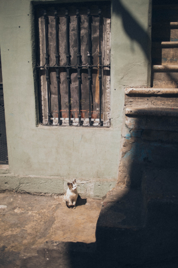 Free stock photo of animal photography, architecture, building Free stock photo of animal photography, architecture, building