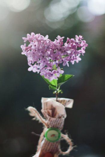 Free stock photo of beautiful, blooming, branch Free stock photo of beautiful, blooming, branch